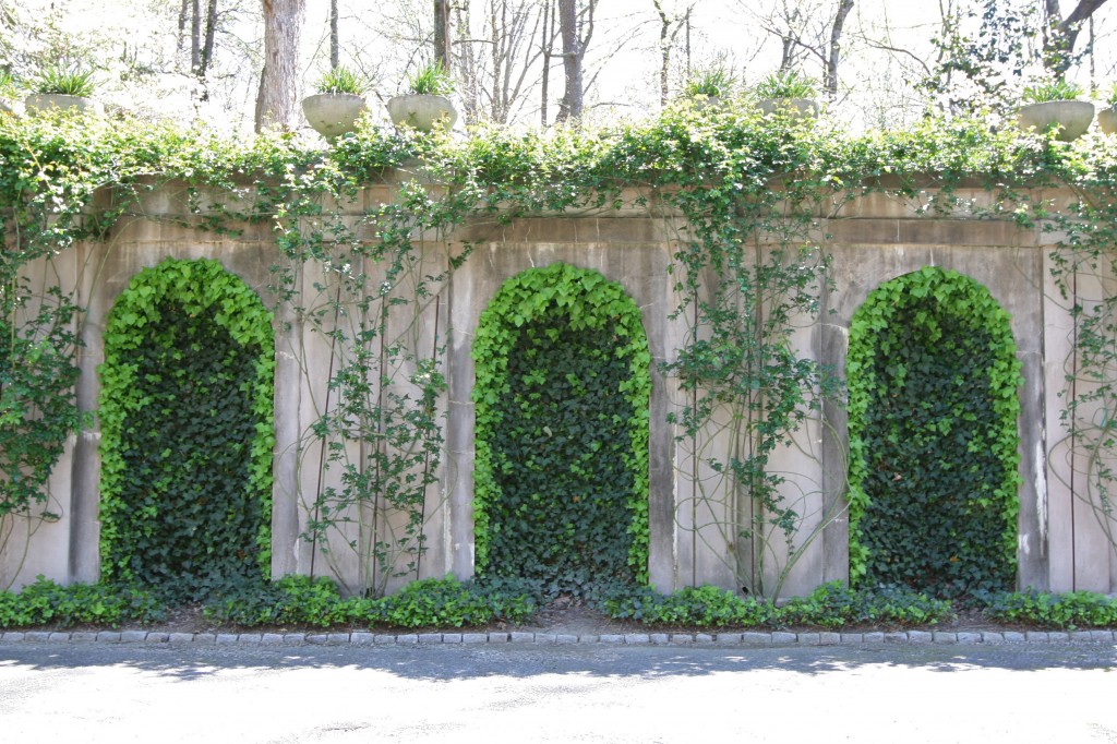 Ivy Wall at Swan House in Atlanta